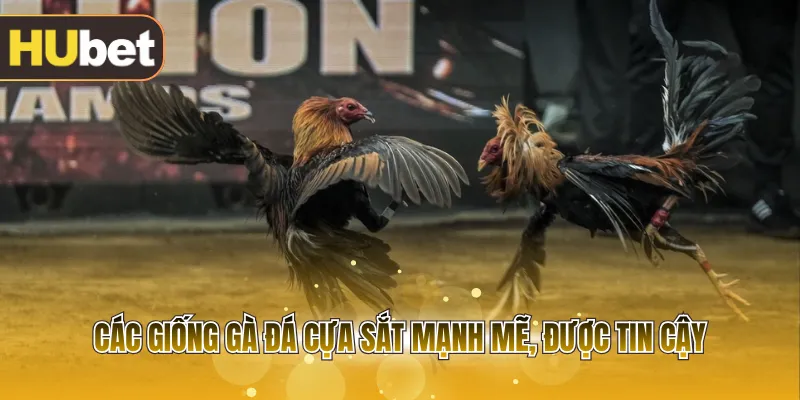 Các giống gà đá cựa sắt mạnh mẽ, được tin cậy
